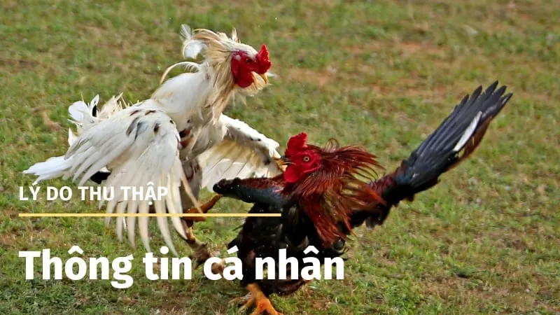 Thông Tin Cá Nhân Thu Thập và Lý Do Thu Thập