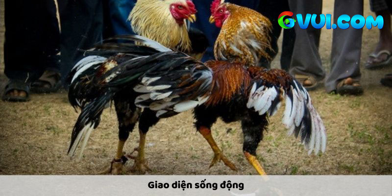 Trực tiếp đá gà Campuchia là gì?