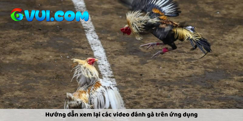 Cách xem trực tiếp đá gà Campuchia siêu đơn giản